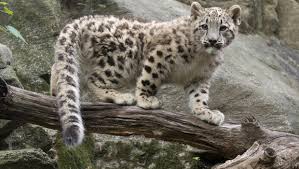 leopard snow cub adaptations zoo bronx behavioral leopards physical limelight steps into cubs york rare animal snowleopard